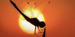 An image of a dragonfly using backlighting.