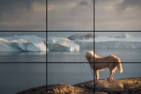 An image of an arctic fox, taken using Rule of Thirds.